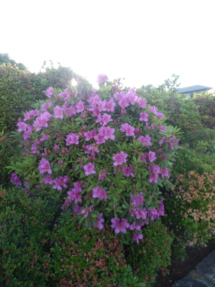 taikisasaki's tweet photo. 現在、国分君&イノッチがロケで訪れている世田谷区北烏山界隈の昨年のGWの画像をご覧下さい(今年の画像はございません。昨年まであまりに近所ww 過ぎたので地元的な「中央高速高架下」と延々田畑や林な写真も全然サルベできず…猛省)#鉄腕DASH #THE鉄腕DASH #tetsuwandash #tetsuwan #ntv https://t.co/cVlbVRrhEn