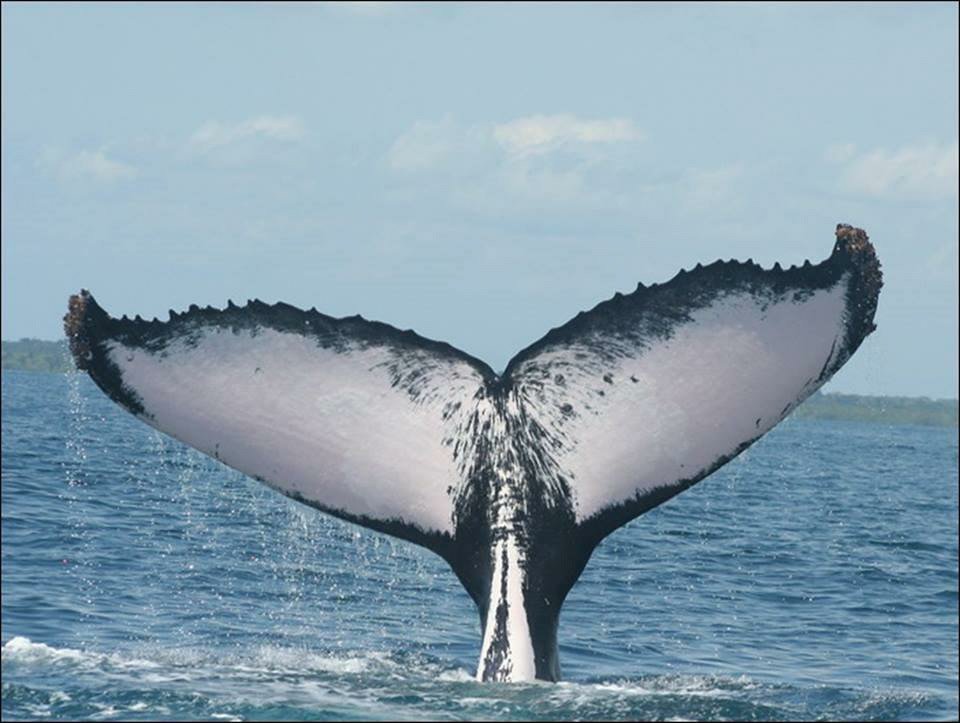 WatamuMarine's tweet photo. Welcome the whales this week in Kenya. Research, conservation and tourism the perfect model to encourage visitors to the Kenyan coast.
9 whales #Watamu 5 whales travelling from #Pemba 
Just in time for the #TwinMigration Whales to Wildebeest 🐳🐮 @Min_TourismKE
@GiraffeCenter https://t.co/z0AxprTjPG