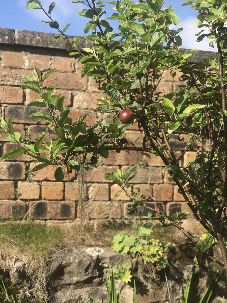 Should we make cider or jam with this little beauty!! #ansterboaty #beergarden #sunshinemakesyoufeelgood