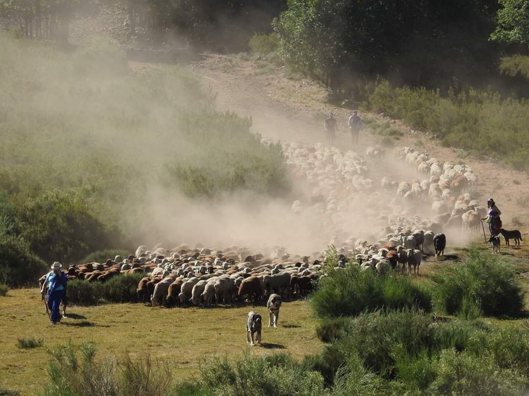 Llegada a Abelgas-León (paso d los pastores trashumantes desde antiguo) del rebaño d Violeta después de 3 días d camino. Pasará el verano en el puerto del Valle de Valverde, en el lado sur d la Cordillera Cantábrica
#ganaderíaextensiva #trashumancia
#FelizDomingo
#sostenibilidad