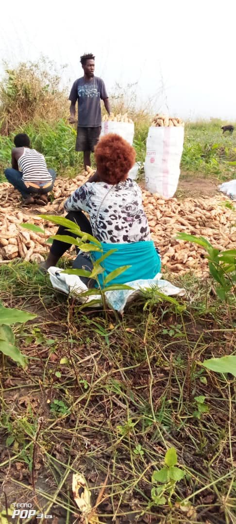 BillyKambale1's tweet photo. En même temps la récolte des patates douces dans la brigade agricole pilote de Impuru. Quelques mois après la relance. Ma conviction reste implacable Kinshasa peut se nourrir et les jeunes ont un grand rôle à jouer. Cap sur l’intensification et l’arrière pays. https://t.co/yoyAtogukL