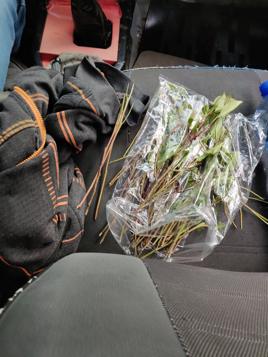 Khat or miraa is usually illegal in most countries. I guess we really take it for granted here but remembered trying to smuggle it in for a friend in Nyege Nyege and was always funny. In Tz this would get you serious jail time so was good for once to see a country was legal