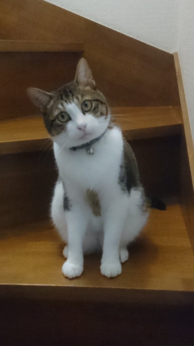 inocent03's tweet photo. ３ヶ月ぶりの実家弟…
誰だてめぇは！って顔すんなよ(´・д・｀) https://t.co/M4UpcVFac9