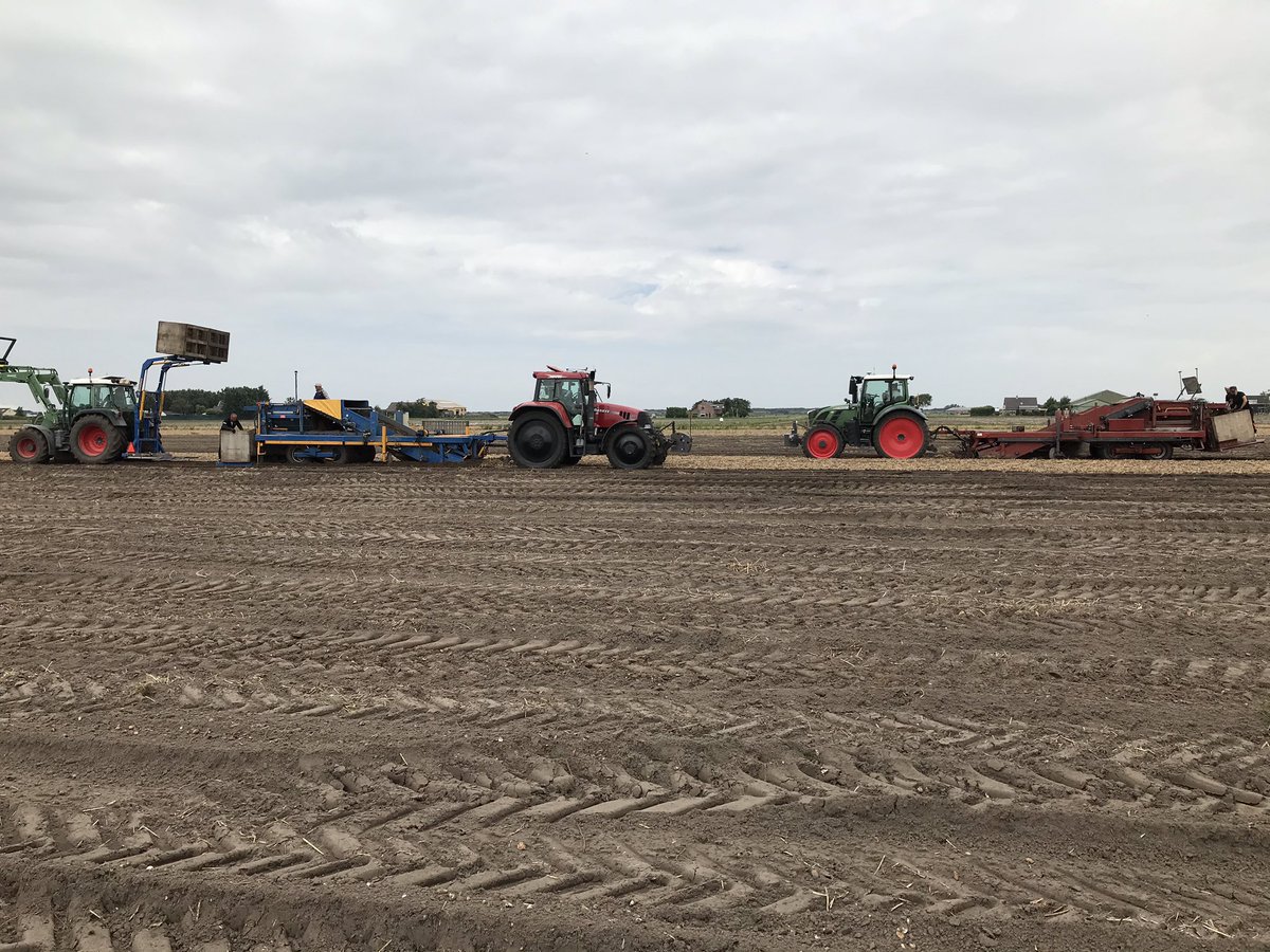 Deze week weer heel wat tulpen naar binnen gehaald