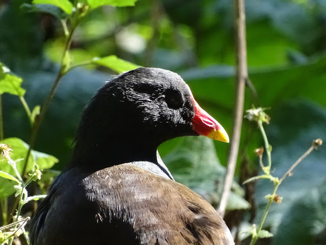 duckoftheday's tweet photo. 19 Jul 2020 - weekend waterfowl https://t.co/laFYI62LCT