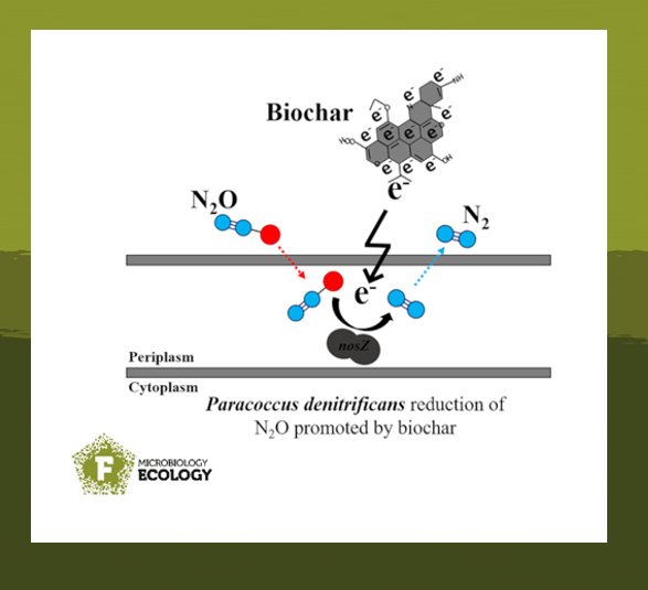 FEMSmicro's tweet photo. Pascual and colleagues show that #biochar improves #nitrous oxide #reduction by #Paracoccus #denitrificans due to its #electron donating capacity.
#FEMSJournals #redox #denitrification
https://t.co/695sijLITi https://t.co/XciHEHl9go