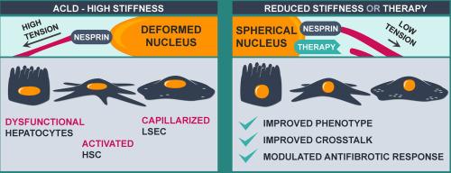 Nuclear deformation mediates liver cell mechanosensing in #cirrhosis. Low stiffness directly improves the phenotype of cirrhotic hepatocytes, HSC and LSEC. Article in 
<a href="/JHEP_Reports/">JHEP Reports</a>. By <a href="/JSGracia/">Jordi Gracia-Sancho</a>, <a href="/MartiOR92/">Martí Ortega-Ribera, PhD</a>, <a href="/SergiGuixe/">Sergi Guixé Muntet</a> &amp; colleagues. 

🔓bit.ly/2WB5vcD
 #livertwitter