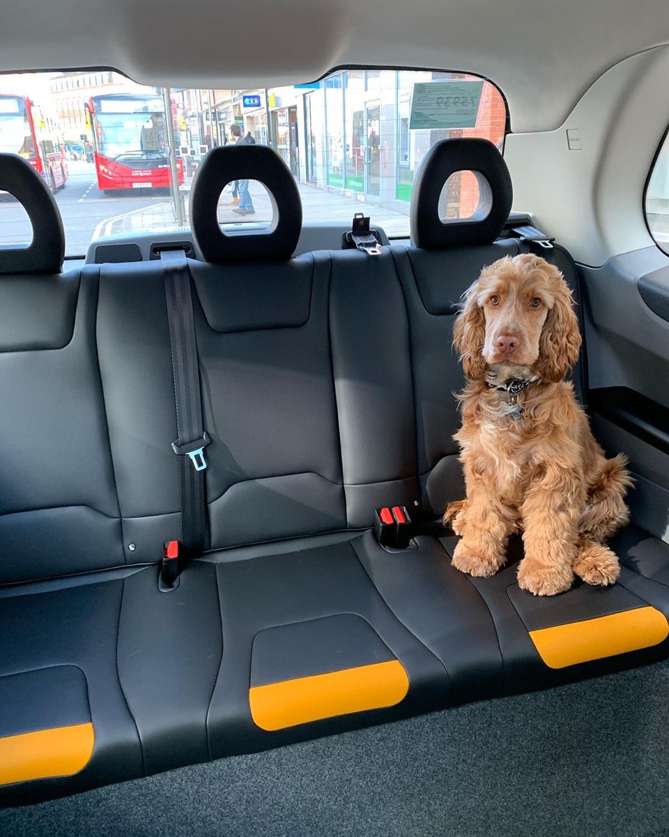 LondonEVCompany's tweet photo. When moving around the city in these unprecedented time, always use a #London #Taxi.
They're a safe way to travel thanks to the spacious rear cabin & protection screen which creates separation between you & the driver.
#BlackCabs #PrivatePublicTransport
📷: cocker_spaniel_ralph https://t.co/Xb28JkJcky