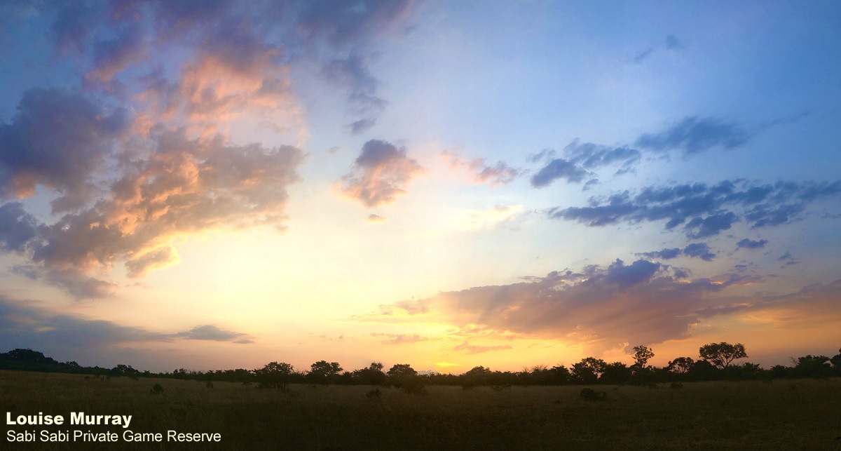 Sabi Sabi tweet media