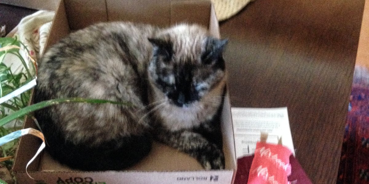 Dorothy14213's tweet photo. Pixie: Box top of the morning to you!
#catboxsunday #CatsOfTwitter #because_cat https://t.co/SQkuhhu0dF