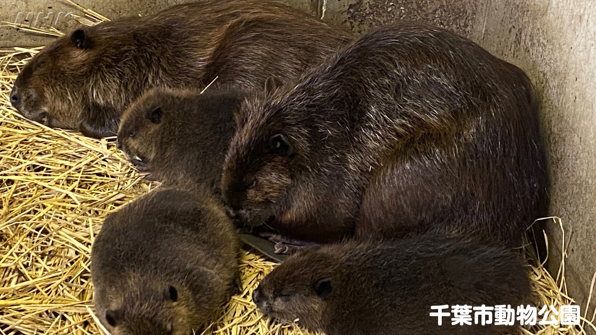 ダーウィンが来た みんなの後日談 5月にはタワシほどの大きさだったアメリカビーバーの赤ちゃん 今では立派なチビーバーに 名前は 夢 ゆめ 希 のぞみ 幸 こう 勇 ゆう 多くの方々に夢や希望をもってほしい という願いを込め