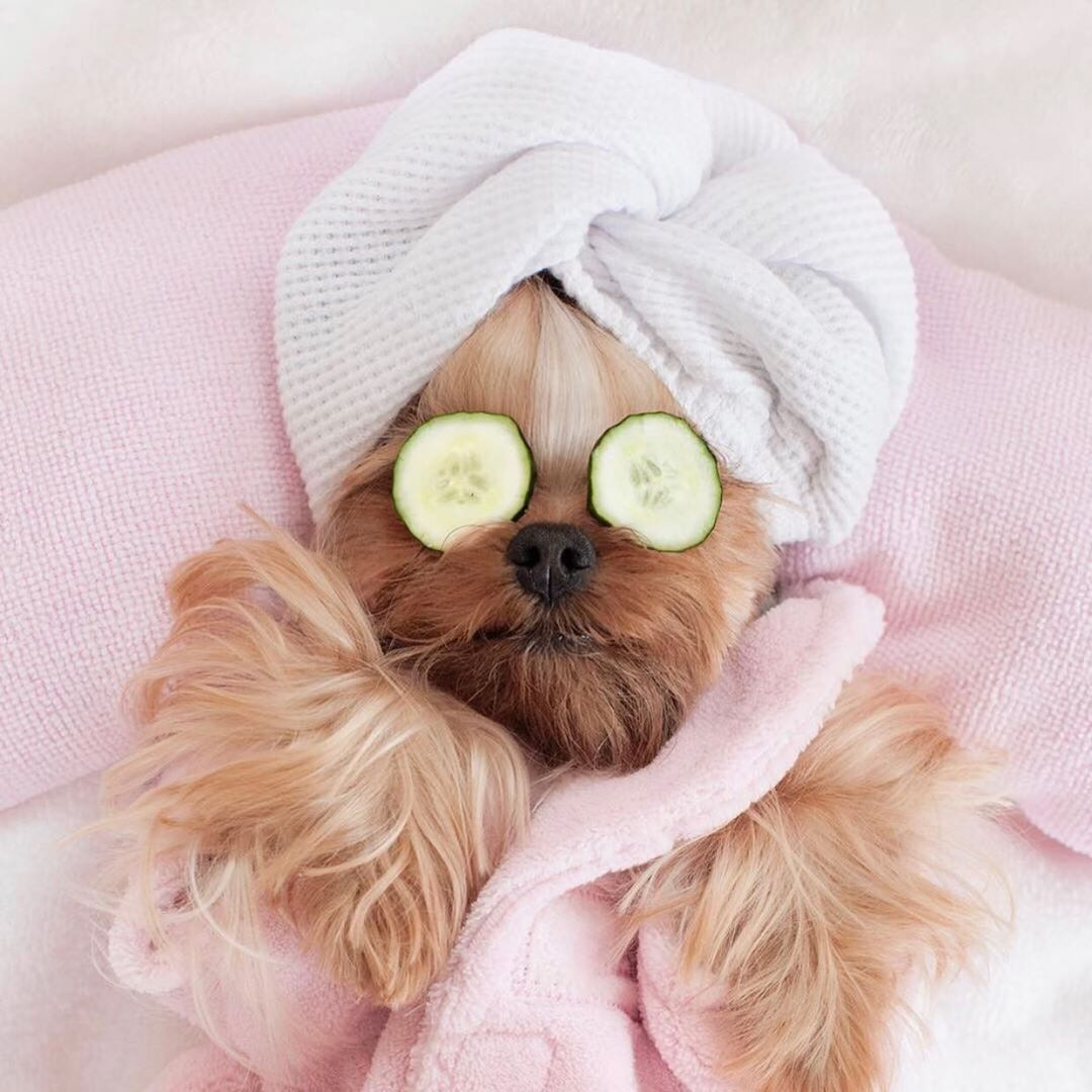 enphasisbeauty's tweet photo. Anyone down for face mask party? 😁
#sundayskincare #skincaresunday #sundayselfcare #skincareritual #skinroutine #facecare #facecareroutine #spadaysunday
#selfcaresunday #sundayfunday
#facemaskparty #facemask #facemasking #trattamentiviso #mascheraviso https://t.co/Iai46TjbeE