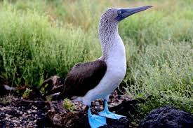 boobies are so cute!!pictures below