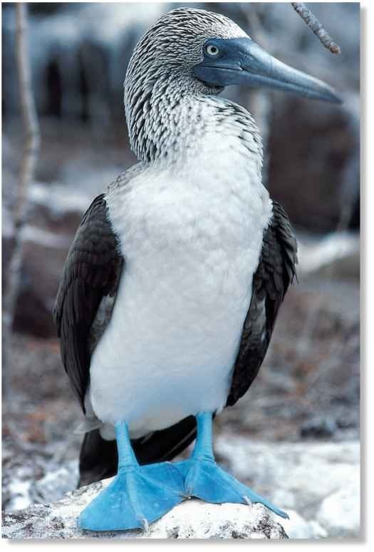 boobies are so cute!!pictures below