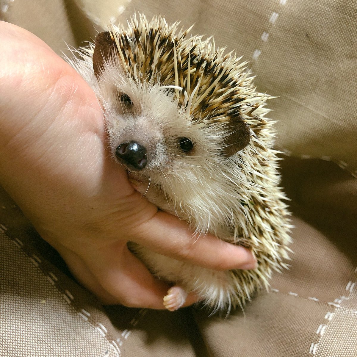 ha_ri_ay's tweet photo. かわいいかわいい
ハーリー本日息を引き取りました。
天国でモーグーと仲良くしてね

6年と8ヶ月よく頑張ってくれました
ゆっくり休んでね！
本当に出会えてよかった。 https://t.co/srCuiSesI7