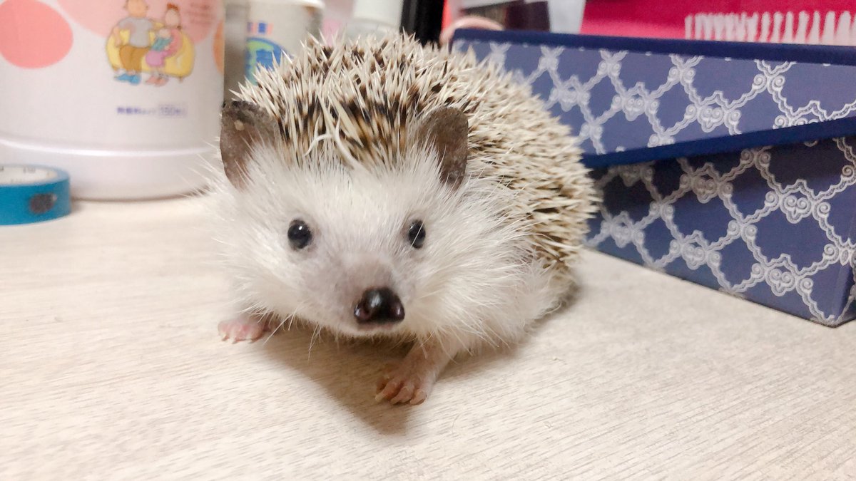 ha_ri_ay's tweet photo. かわいいかわいい
ハーリー本日息を引き取りました。
天国でモーグーと仲良くしてね

6年と8ヶ月よく頑張ってくれました
ゆっくり休んでね！
本当に出会えてよかった。 https://t.co/srCuiSesI7
