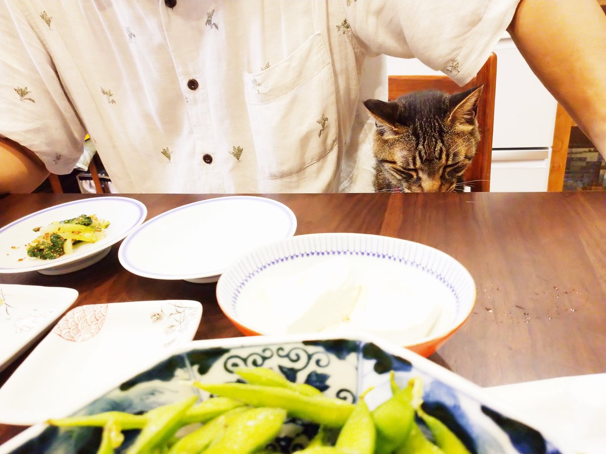 津田淳子 サンゴも頑なに夕食の席につく Tkとひとつの椅子を共有 きみはもう食べたであろう 津田淳子 サンゴも頑なに夕食の席につく Tkとひとつの椅子を共有 きみはもう食べたであろう