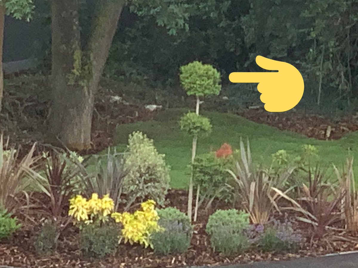 standona120's tweet image. So which one of our neighbours now has a matching pair of new topiary trees? #bushgate 
They look JUST like this 😬