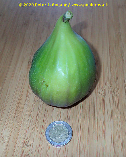 Polder_PV's tweet photo. De eerste uit onze tuin in de Sleutelstad in die verdorven Randstad, @Plushuis. En wat voor een. 8 centimeter kont tot kruin. #vijgen Holländischer Art. #groengoud 😋 https://t.co/S16z7nDwHZ