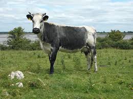 Glas Gaibhnenn, the Irish gods' magic cow described as "the green (cow)"; "Grey (cow) of the Smith"; "Goibniu's Grey or Brindled (Cow)"; "white heifer" glossed "the grey-flanked-cow". "white with green spots"! Description best suits Irish Moiled (L) or Droimeann (R) © @droimeann!