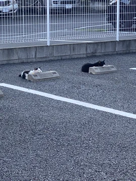 画像 / Picture