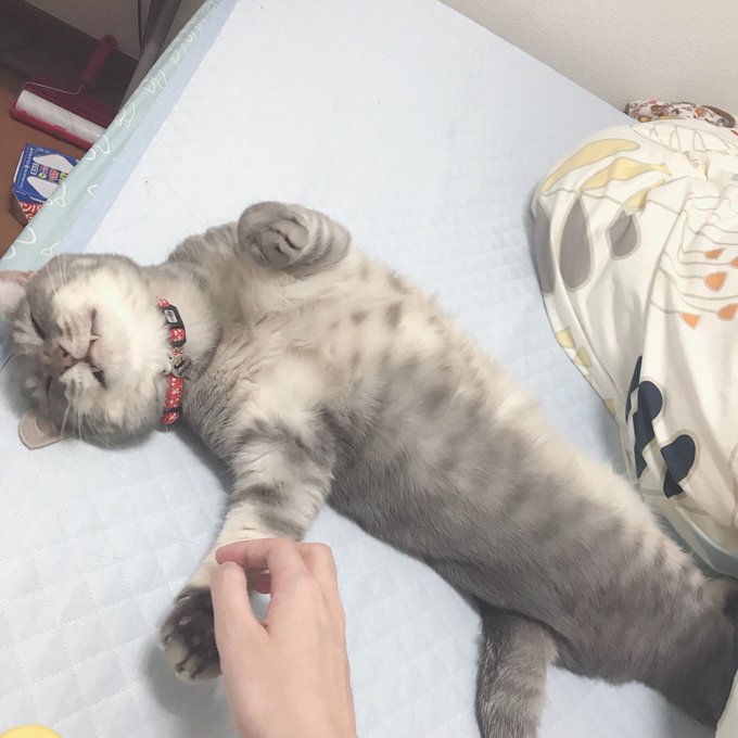 あくびのtwitterイラスト検索結果 古い順