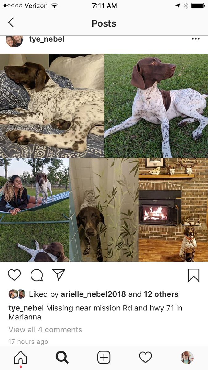 JWilliamsDIL's tweet photo. #missingdogs in #mariannaFL PLEASE SHARE! Last seen near Mission RD in Marianna, FL. https://t.co/OX5eheh9F7