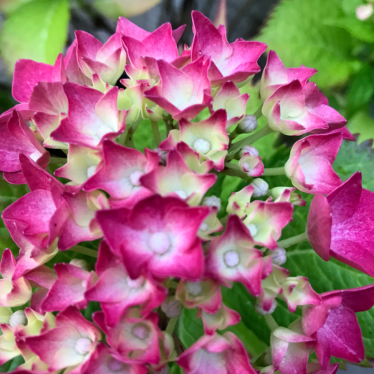 Hydrangea macrophylla is a traditional garden plant which is very hardy and easy to grow. Big blooms from July onwards, with dead flower heads providing interest through autumn &amp; winter. Likes slightly moist soil &amp; part-shade, and will grow to 3m wide x 2m high if left unpruned.