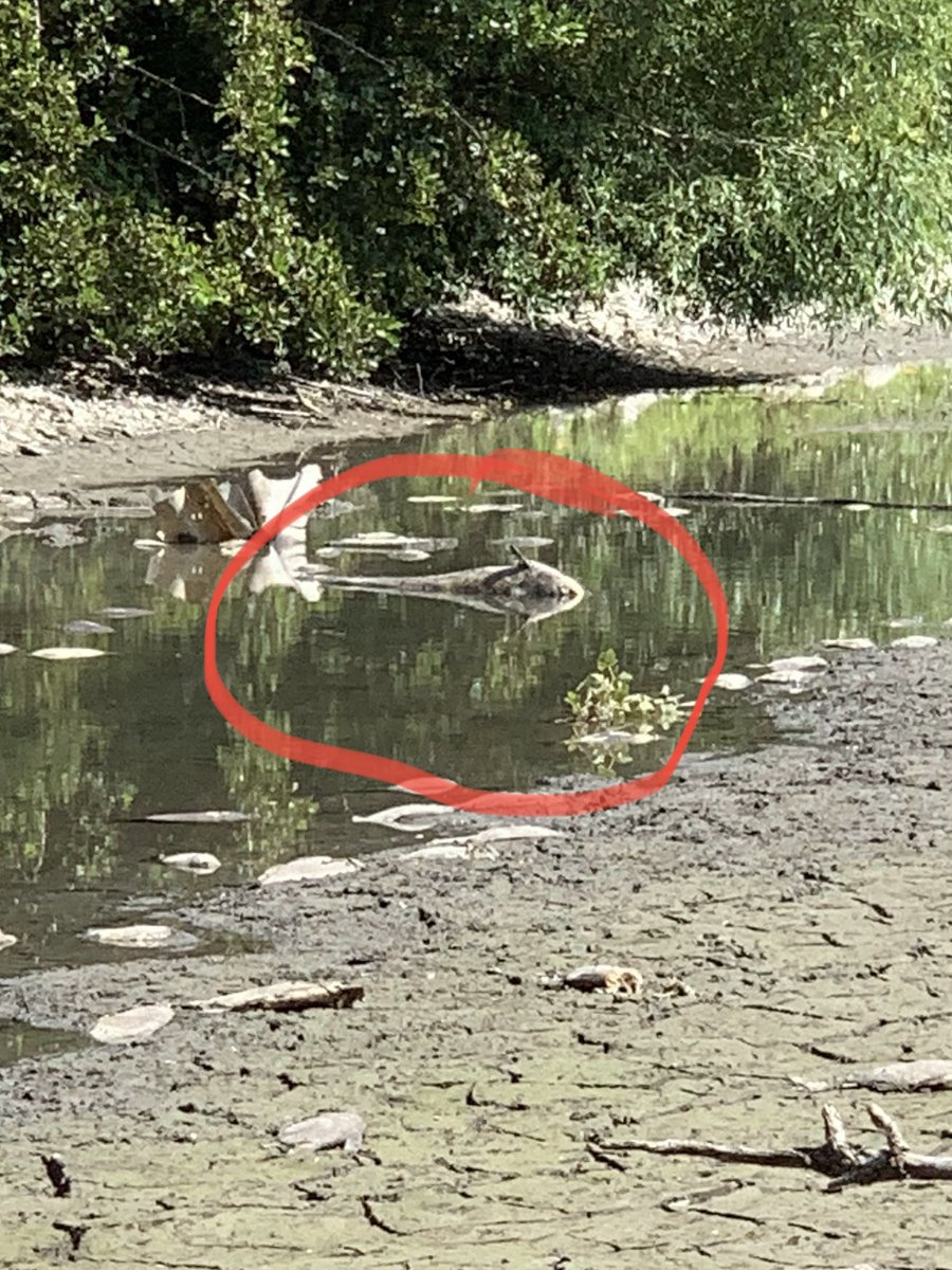 alibenbournane's tweet photo. à #Wavrin les pêcheurs ont dû changer leurs habitudes en raison de la sécheresse @F3nord reportage ce soir à 19h JT @simondcolaone 📺@AngeliqueSouche #hautsdefrance https://t.co/ETnfd3Ba0w