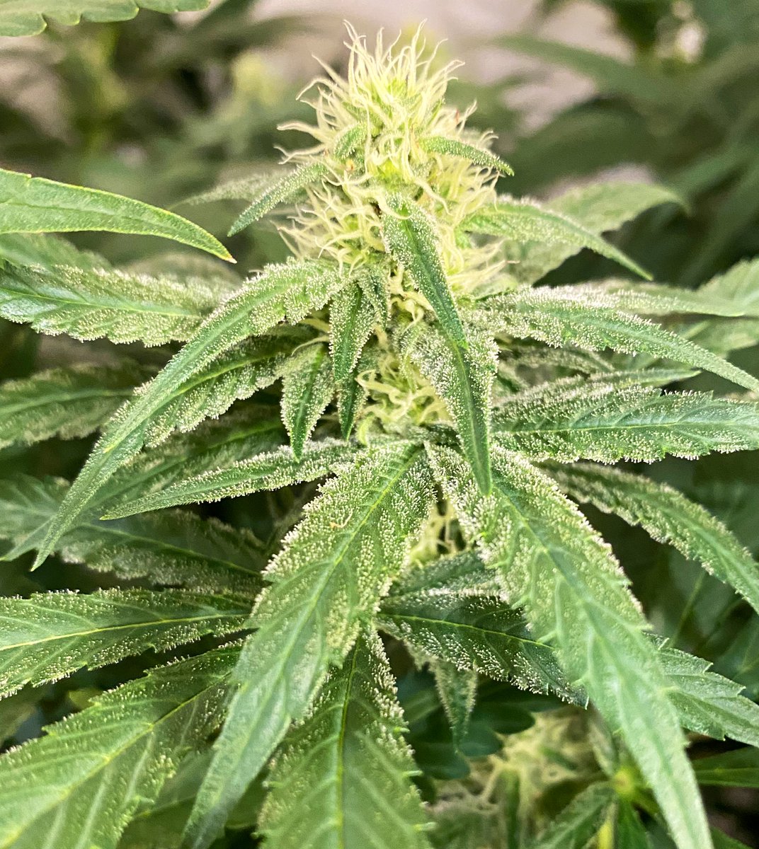 #EZLikeSundayMornin #LemonCreamsicle 
#GYO #SmallBatch 
A few natural light pics. #FrostyLadies showing their potential. Have a great Sunday everyone. From the #MileHighCity of <a href="/EmeraldZoo/">Emerald Zoo LLC</a> Think today is a good day to get list shit done. Ready, set... but first a dab or two!