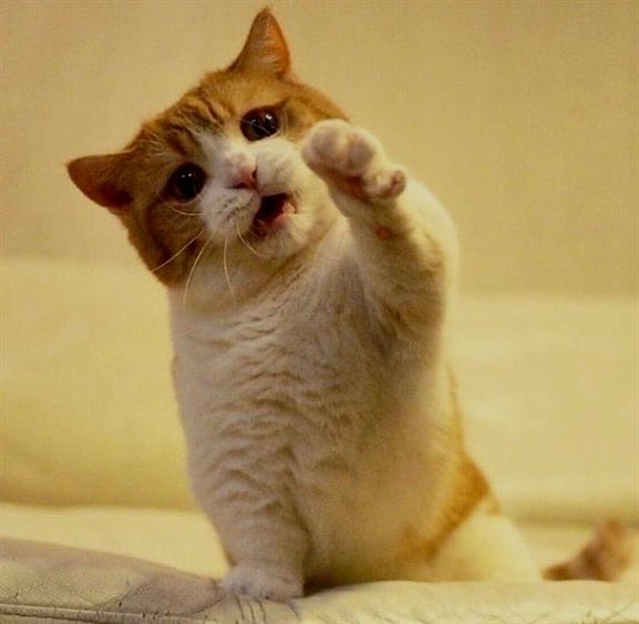 CatsBible's tweet photo. Help me hooman https://t.co/IHmdbk5iAl