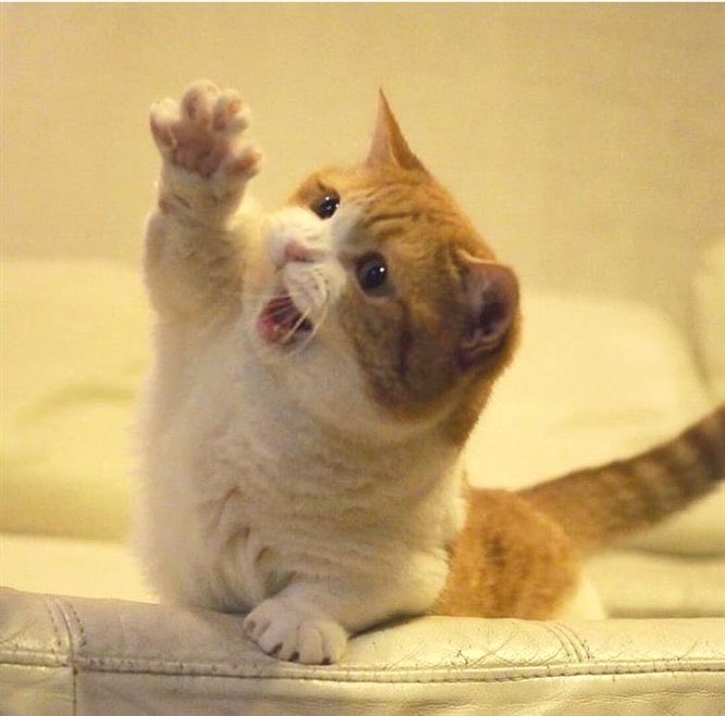 CatsBible's tweet photo. Help me hooman https://t.co/IHmdbk5iAl