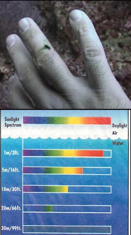 Deniz seviyesinin yaklaşık 10 metre altına indiğinizde, artık insan kanını karanlık bir yeşil olarak görürsünüz. 

Bunun sebebi suyun, Güneşışığı spektrumu üzerinde seçici bir filtre görevi görmesidir.