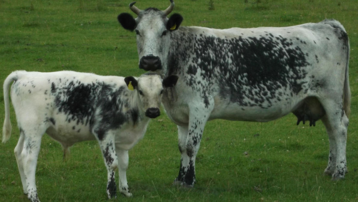 Did Glas Gaibhnenn have calf? J Curtin notes Glas Gainach is corruption of 'gaunach', a cow with a yearling calf, which hasn't calved in the current year (farrow cow). Glas Gavlen in Donegal uses term for cow that hasn't calved in 5 yrs! But stories she has a calf! ©Independentie
