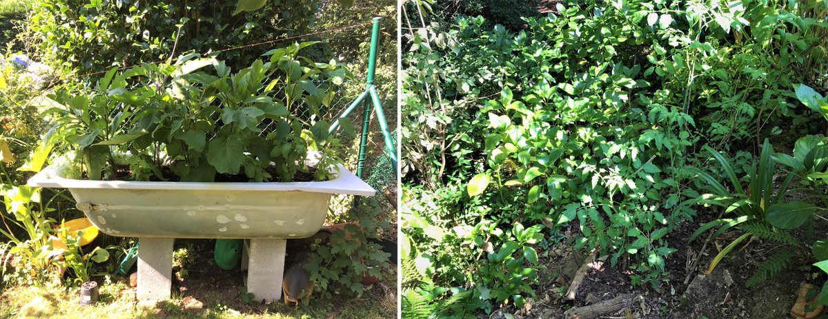 Mi mujer ha construido en nuestro jardín un puente de Einstein-Rosen que une adaptaciones agrícolas postindustriales con la horticultura cazadora-recolectora en espacios de bosque -una de las formas de inicio de domesticación de las plantas, y el mundo, las personas y las mentes.