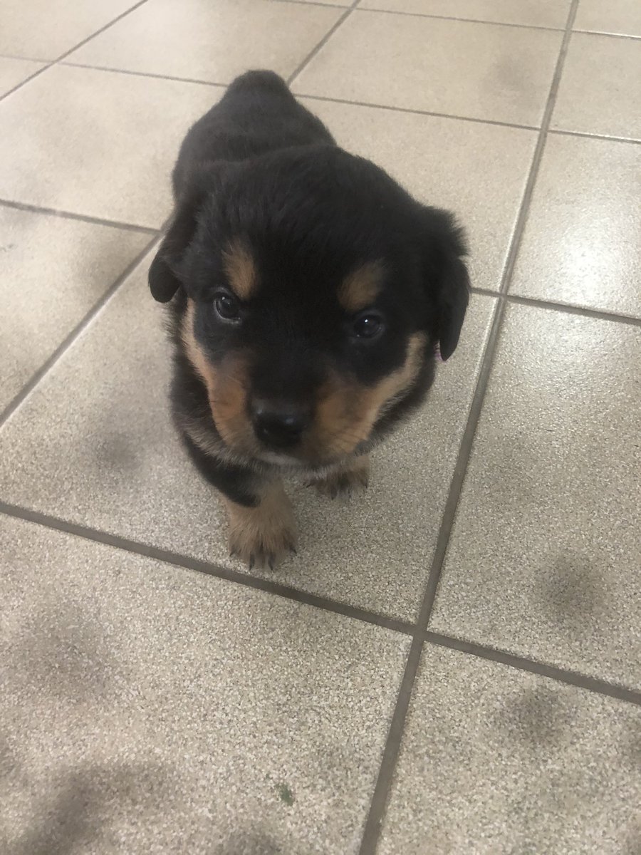 runasso's tweet photo. #rotweiller #caodeguarda https://t.co/nqCUDqEnUN