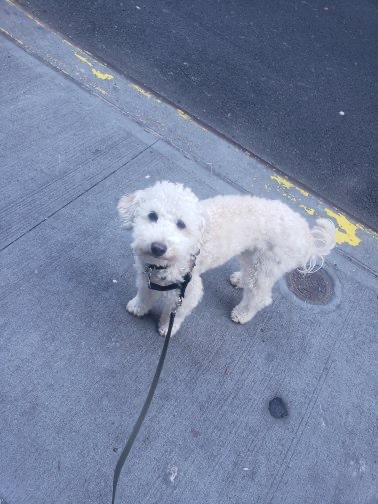 metropetsnyc's tweet photo. Benny loves taking a stroll around his neighborhood.

•
•
Metro Pets has been providing top notch dog walking services for NYC residents since 2007

#dogwalkingnyc #bestdogwalkers #nycdogs #dogsofinstagram #dogs #cute dogs #dogwalker #dogwalking #nycdogwalking https://t.co/ZDe8a7rSc1