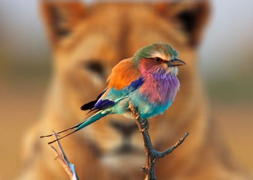 poetreats tweet picture