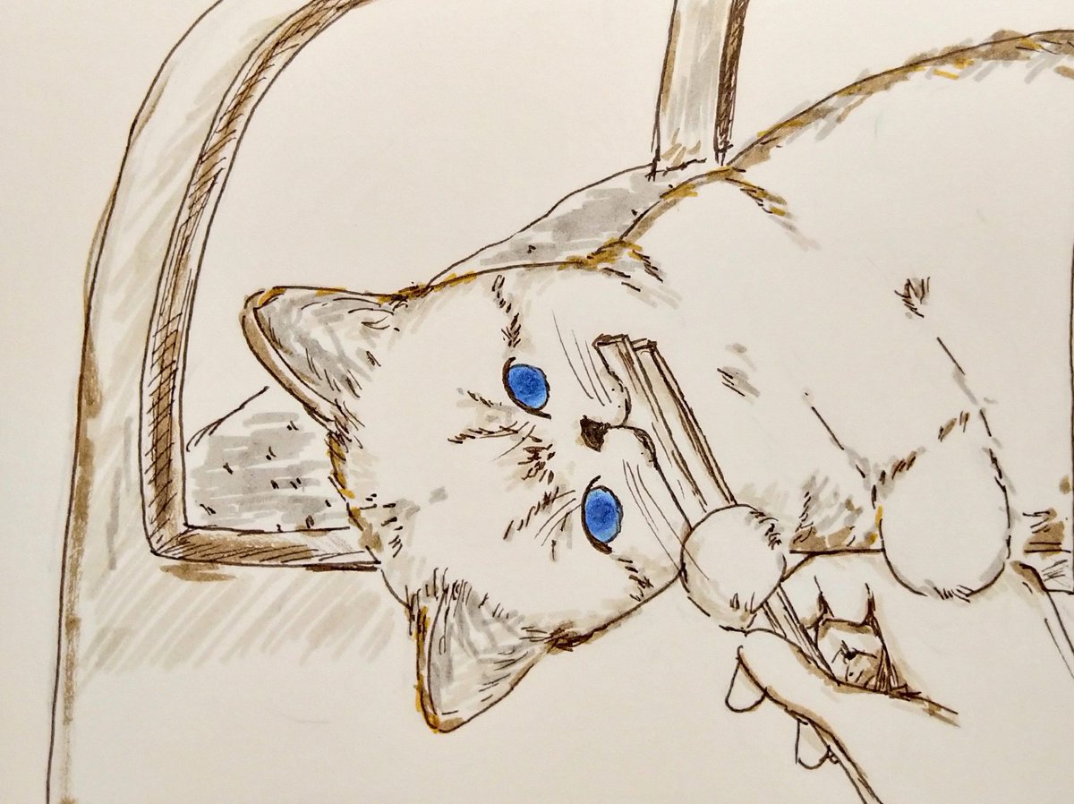 「猫、不思議な行動。今朝なぜか、お箸を抱えてなめたり、噛んだり離さなくて…。何が気」|dodoのイラスト