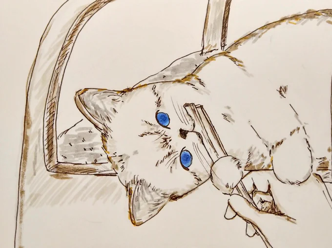 猫、不思議な行動。今朝なぜか、お箸を抱えてなめたり、噛んだり離さなくて…。何が気に入ったんだろう #猫イラスト #猫 #絵の練習 #イラスト練習 #お絵描き #ペン 