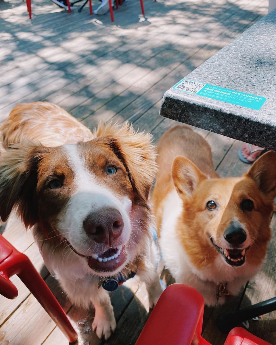 squattersbeers's tweet photo. Need a break from the heat?! Come up to Squatters Roadhouse Grill for our pup-friendly patio and our human-favorite brews! π» πβπ¦Ί π€€ #SquattersPub #squattersroadhouse
π·: @cooper__theaussie https://t.co/tu7R6AszXv