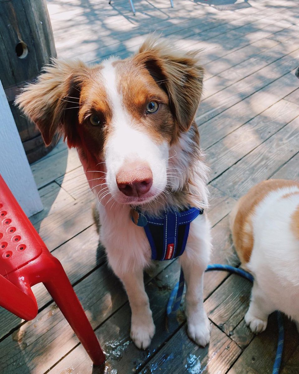 squattersbeers's tweet photo. Need a break from the heat?! Come up to Squatters Roadhouse Grill for our pup-friendly patio and our human-favorite brews! π» πβπ¦Ί π€€ #SquattersPub #squattersroadhouse
π·: @cooper__theaussie https://t.co/tu7R6AszXv