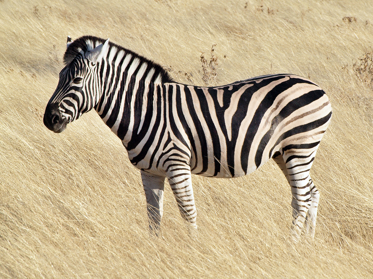 BrennanSurgeon's tweet photo. Anything to make anatomy learning easier is a bonus!!

Posted a great picture I found a while ago but today saw the variation below - And becomes even easier..

Just think zebra!!

Will have to include this in next edition of our Gray's Surgical Anatomy

https://t.co/MI9SiqsUpM https://t.co/ssxHdmYlxD