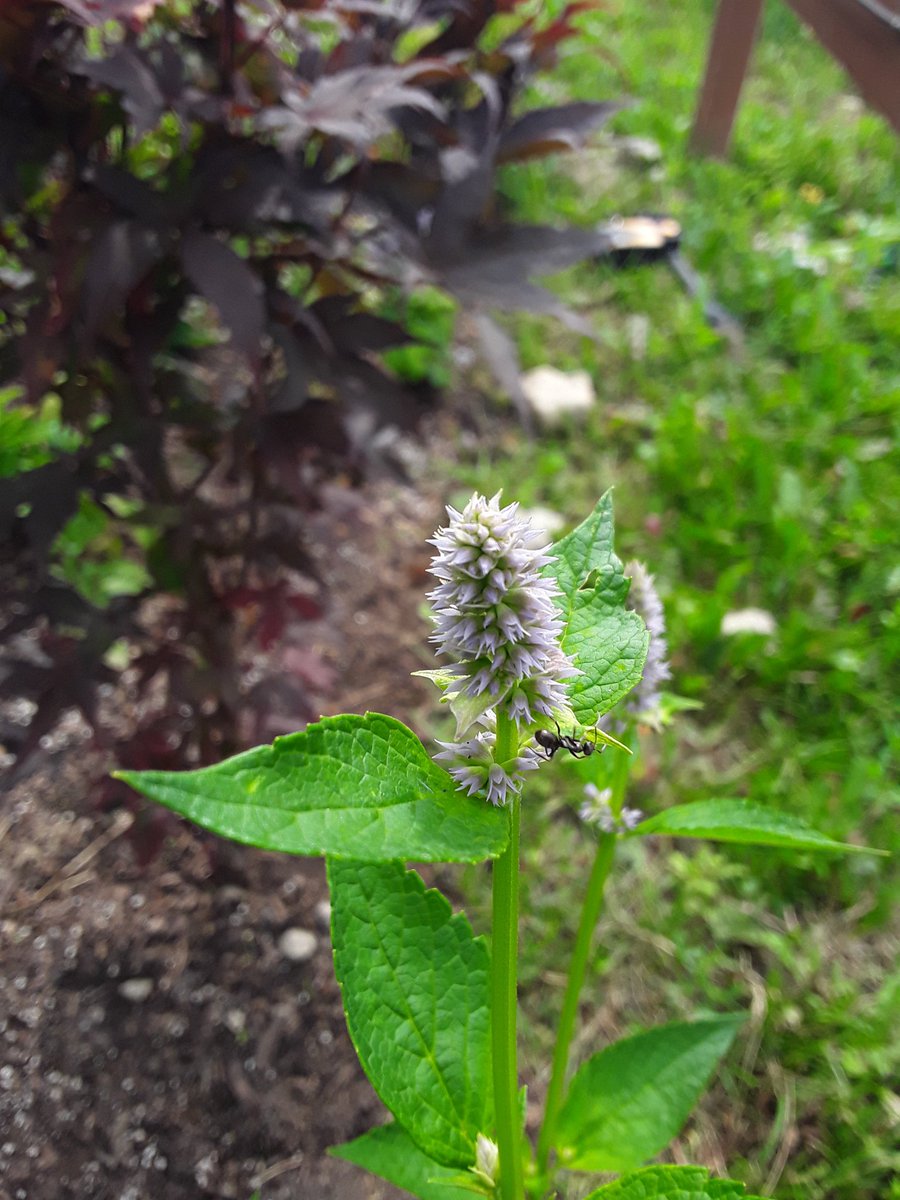 Ants are pollinators too