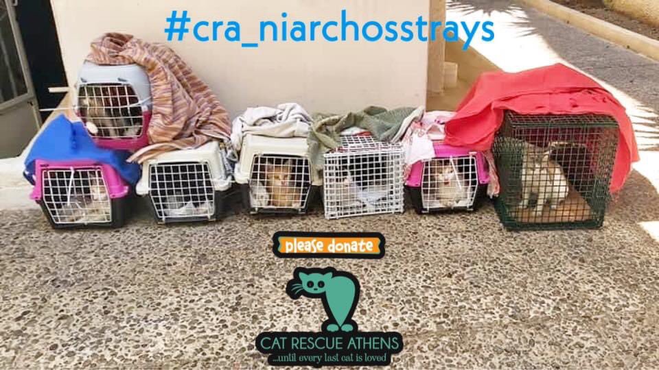 CatRescueAthens's tweet photo. #cra_niarchosstrays

Στειρώσεις στον Νιάρχο
Όλες οι θηλυκές έγκυες.
Άρρωστα μωρά.
Η εικόνα στις αποικίες του Νιαρχου είναι απελπιστική.
ΧΡΕΙΑΖΟΝΤΑΙ ΤΗΝ ΒΟΗΘΕΙΑ ΣΑΣ
⚠️Υιοθετείστε τα μωρά
⚠️Κάντε δωρεά για στειρώσεις
⚠️Κάντε δωρεά για σίτιση.
Για πληροφορίες στείλτε μας μνμ. https://t.co/3wij8FGRvv