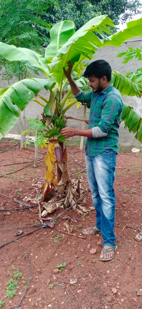DadapeerRyss's tweet photo. Meet Chandra, NFF at Uyyalawada village who believes that, to become a farmer there no limitations except that you associate with nature.From input preparation to harvest period,he gives utmost attention to d plants in his #5layermodel An active member in all @APZBNF activities https://t.co/xn6g95Zc1s