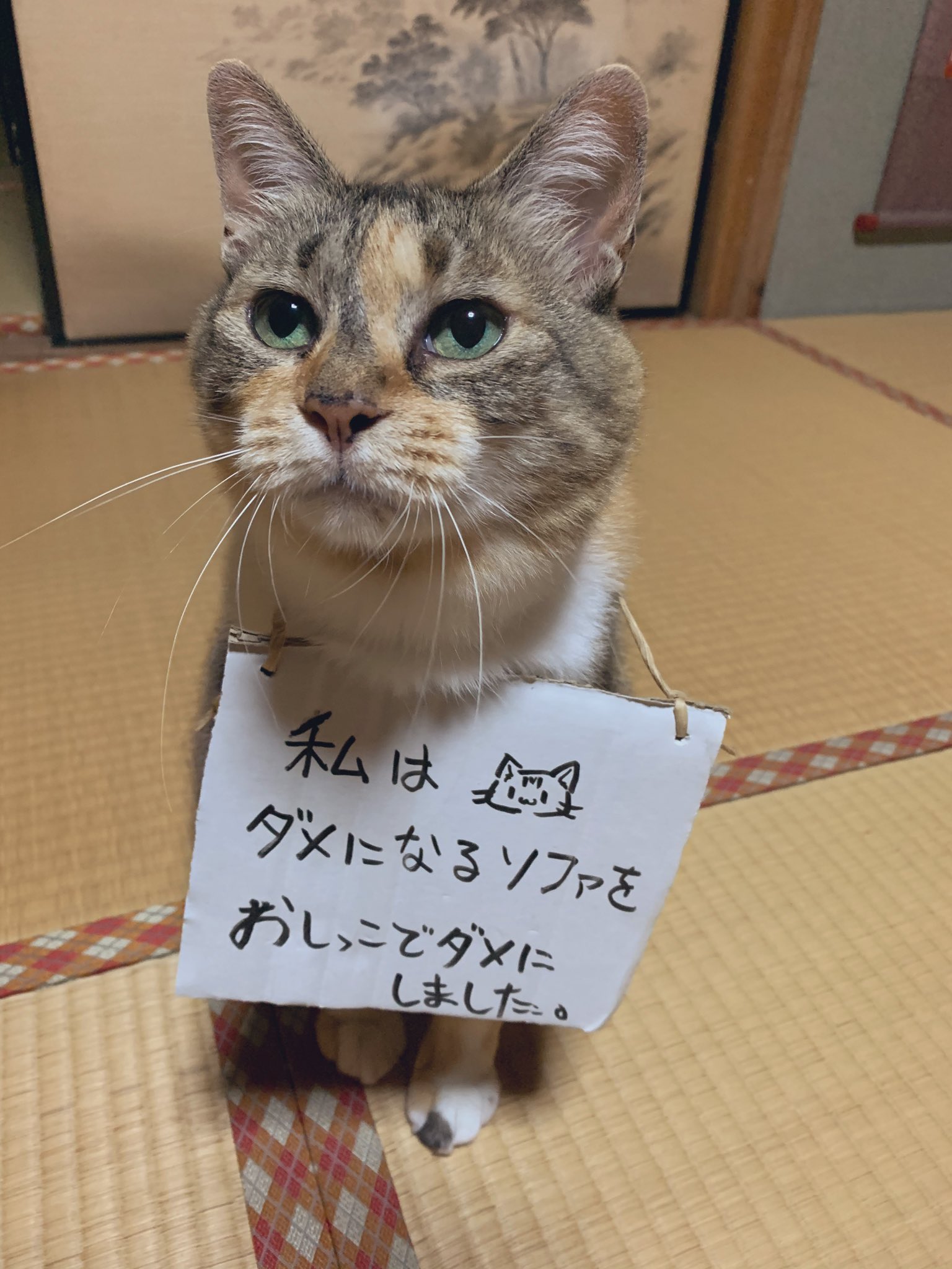 犬 人間がダメになるビーズクッションにおしっこした猫 反省なし 犬 人間がダメになるビーズクッションにおしっこした猫 反省なし