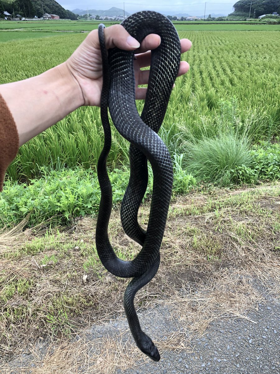 kopekopepenpen's tweet photo. 昼間に捕まえたアオダイショウ
〔縦写真〕 https://t.co/Xhz7KBWlFR
