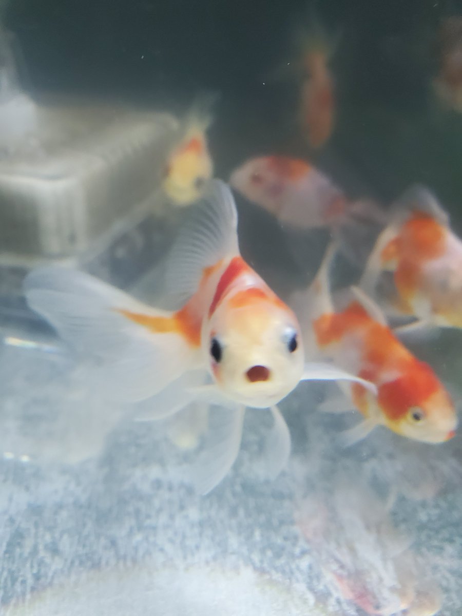 藤錦金魚コンテスト Twitter Search