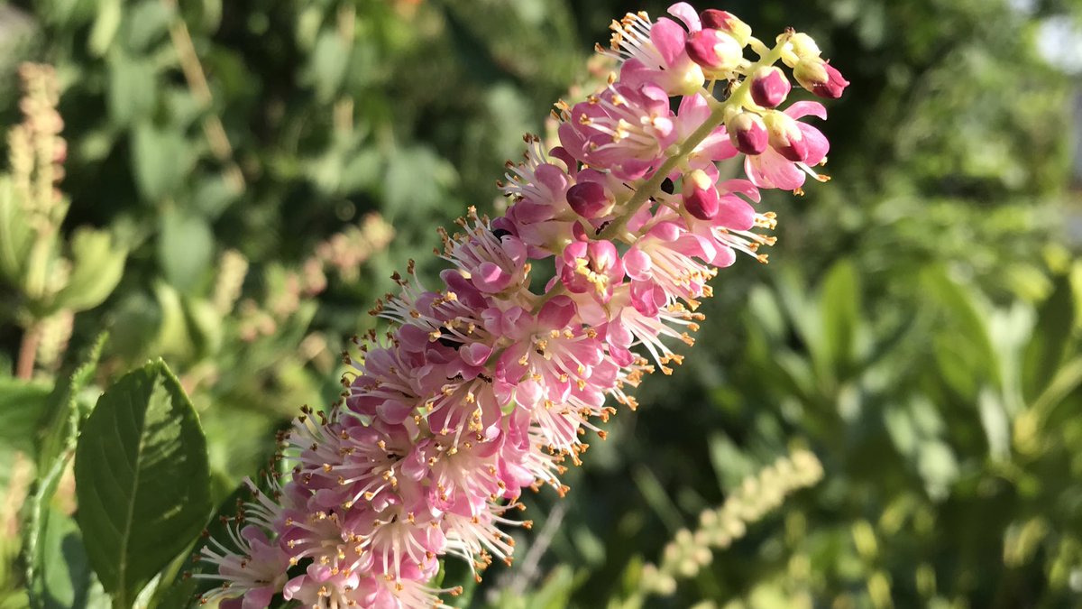 アメリカリョウブ Hashtag V Twitter